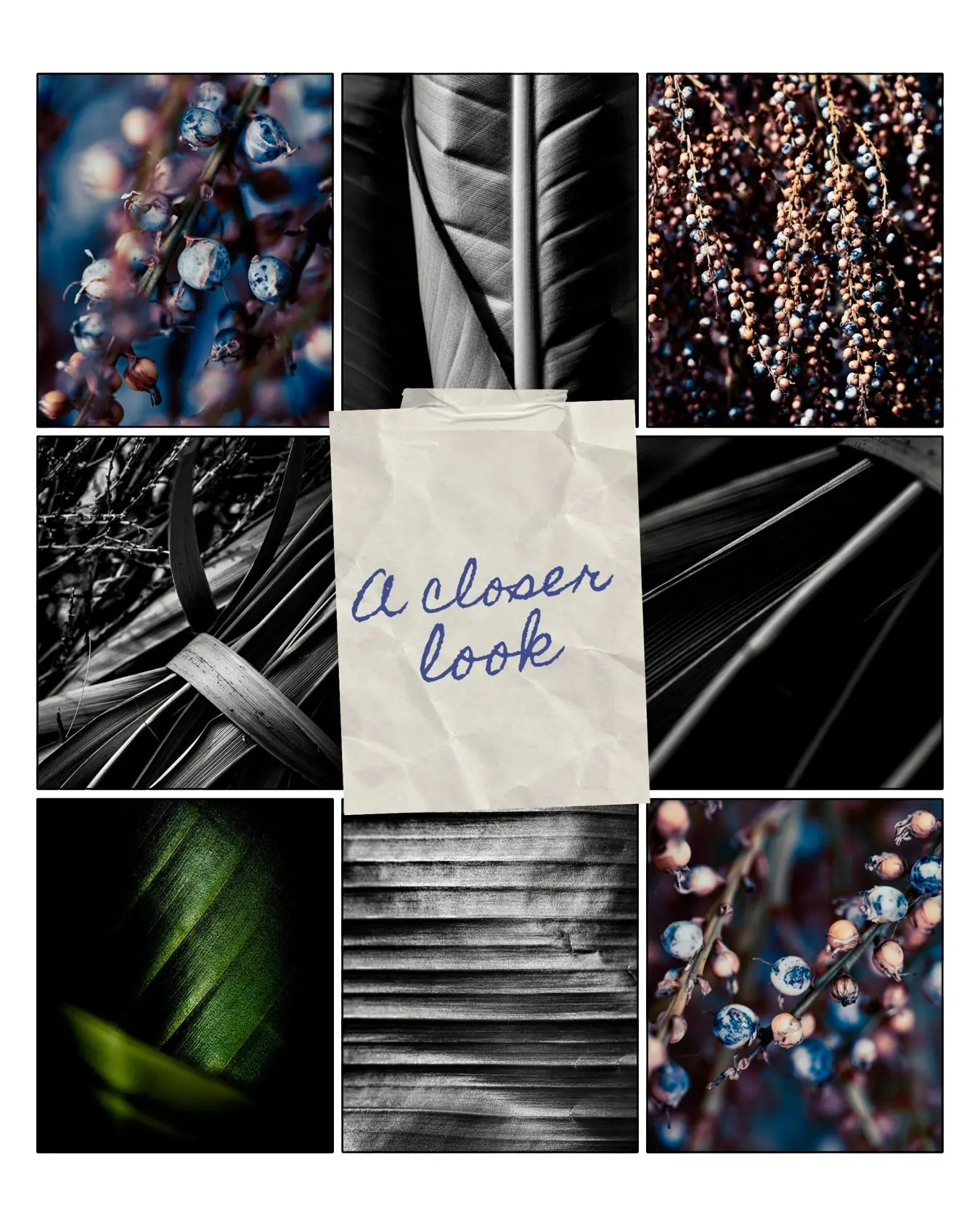 Collage of garden textures: banana leaves and blue-speckled cabbage palm berries