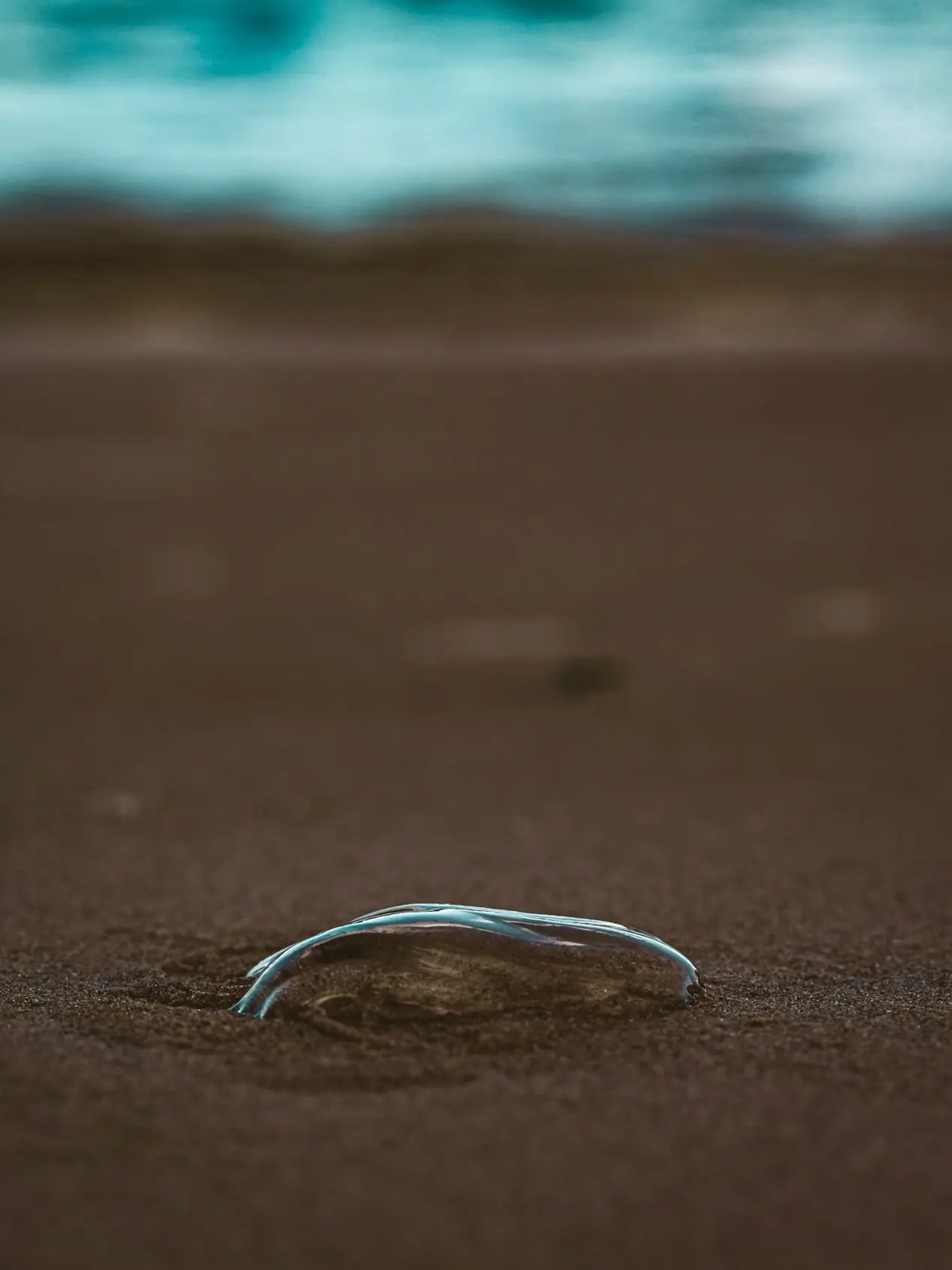 A tiny transparent jellyfish left on wet sand by the tide at Shoreham harbour beach